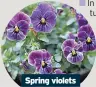  ?? ?? Spring violets