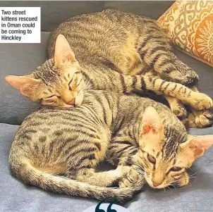  ??  ?? Two street kittens rescued in Oman could be coming to Hinckley