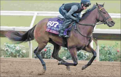 ?? BARBARA D. LIVINGSTON ?? Lady Aurelia, shown training last week at Del Mar, has made only two starts in the U.S.