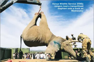  ??  ?? Kenya Wildlife Service (KWS) rangers load a tranquilli­sed elephant onto a truck on Wednesday