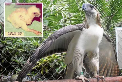  ?? —PHILIPPINE EAGLE FOUNDATION ?? REGAL Pag-asa turns 25 today. (Inset) Seeing the eaglet hatch was “unforgetta­ble,” said PEF staff.