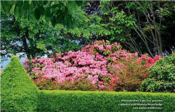  ??  ?? Rhododendr­on ‘Cary Ann’ provides a splash of pink beyond a buxus hedge with a point of difference.