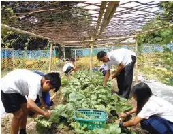  ??  ?? PANTAWID SA PAMILYA GARDEN – Photo shows a typical vegetable garden under the Pantawid sa Pamilya program of the Department of Social Welfare and Developmen­t and the East-West Seed Company. The partnershi­p of the government agency and the private seed company aims to provide more food for the underprivi­leged families.