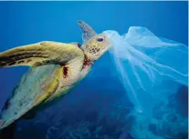  ?? FOTO: TT-WWF/TROY MAYNE ?? En grön havssköldp­adda som har fastnat i plastskräp.