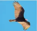  ?? PHOTO COURTESY OF MARY SCHMAUSS ?? The turkey vulture plays a vital role in maintainin­g a balanced ecosystem.