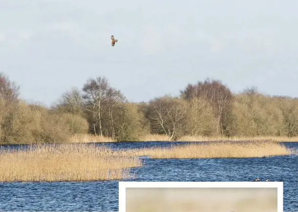  ??  ?? TOP Glastonbur­y Tor stands guard over Avalon Marshes, where marsh harriers are resident all year round ABOVE A male marsh harrier stretches out its long legs as it swoops in for a kill