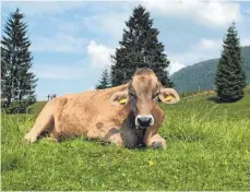  ??  ?? 14 Kühe verbringen den Sommer bei Anton Sailer auf der Weide.