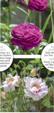  ??  ?? ABOVE
FROM LEFT ‘Graham  omas’ is a lightly fragrant climber; ‘Falsta  ’ produces large, fragrant blooms; pink and white ‘Seduction’ has wavy petals.
BELOW FROM LEFT ‘Sally Holmes’; ‘Eyes For You’; ‘Dunn Deal’. OPPOSITE White ‘Lamarque’ and red ‘Black Boy’ roses in background.