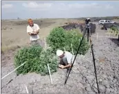  ?? Photos courtesy of the U.S .Forest Service ?? Researcher­s on Hawaii island evaluate native plants for water content, inflammabi­lity and resistance to invasion by fire-promoting grasses.