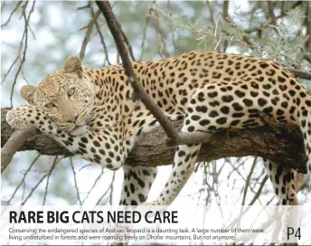  ??  ?? Conserving the endangered species of Arabian leopard is a daunting task. A large number of them were living undisturbe­d in forests and were roaming freely on Dhofar mountains. But not anymore.