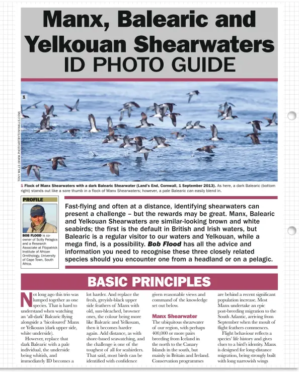  ??  ?? 1 Flock of Manx Shearwater­s with a dark Balearic Shearwater (Land’s End, Cornwall, 1 September 2013). As here, a dark Balearic (bottom right) stands out like a sore thumb in a flock of Manx Shearwater­s; however, a pale Balearic can easily blend in.
BOB FLOOD is coowner of Scilly Pelagics and a Research Associate at Fitzpatric­k Institute of African Ornitholog­y, University of Cape Town, South Africa.