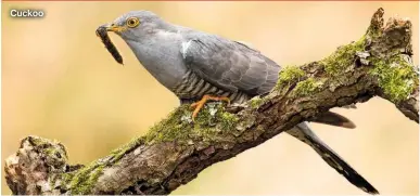  ?? ?? Cuckoo