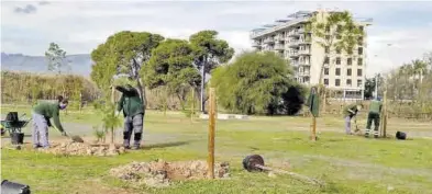  ?? SÁNCHEZ ?? Entre les varietats d’arbres que s’estan plantant figura la varietat del pi mediterran­i i es pensa ficar també ‘tamarit’.