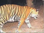  ?? HT PHOTO ?? A photo of tiger T-98 straying into Mukundra reserve.