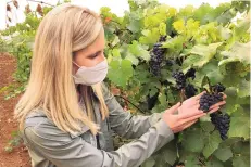 ?? ANDREW SELSKY/ASSOCIATED PRESS ?? Christine Clair, winery director of Willamette Valley Vineyards, examines a cluster of pinot noir grapes at the winery’s estate vineyard Sept. 17 in Turner, Oregon.