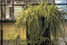  ?? (Jessica Damiano via AP) ?? Light reflects off a mirror placed behind a spider plant moved back indoors for the winter.