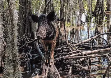 ?? REBECCA SANTANA/AP ?? Wild hogs, such as one spotted this month in Louisiana, are now in most states and are considered an invasive species.