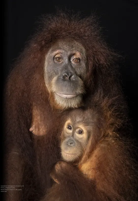  ?? ?? Sumatran orangutans Chomel and Putra, Singapore Zoo.
Mark Edward Harris © All rights reserved.