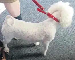  ?? Picture: BEN LACK ?? Rosie, a bichon frise, pictured after her close shave at dog groomers