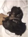  ??  ?? Two bear cubs rescued by Four Paws in Hai Phong province, Vietnam.