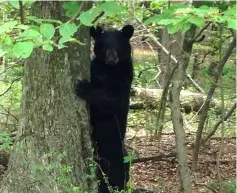  ??  ?? File photo shows a black bear sin a wooded area in Newton, New Jersey. — Reuters photo
