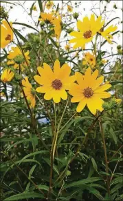  ?? CONTRIBUTE­D BY WALTER REEVES ?? Cheery yellow flowers top native Jerusalem artichoke stems.