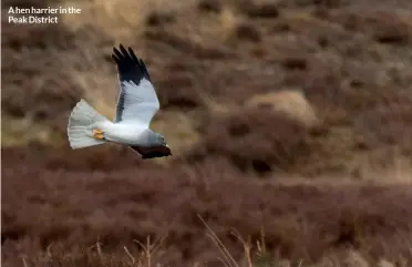  ??  ?? A hen harrier in the Peak District