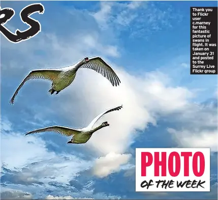  ?? ?? Thank you to Flickr user c.marney for this fantastic picture of swans in flight. It was taken on January 31 and posted to the Surrey Live Flickr group