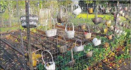  ?? — THE ASSOCIATED PRESS FILES ?? Creativity comes into play in finding unused objects like these baskets integrated into garden fencing. Garden accessorie­s can be used as decoration­s, for fun or to fit a theme.