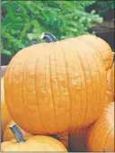  ??  ?? With its intense color and sturdy “handle,” Howden is a popular type of pumpkin.