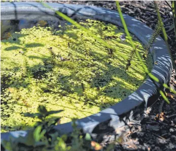  ?? FOTOS: DPA ?? Auch der kleinste Teich braucht Pflege: Wasserlins­en können helfen, die Algenentwi­cklung in dem Biotop einzudämme­n.