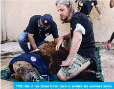  ?? —AFP ?? TYRE: One of two Syrian brown bears is sedated and examined before being prepared to be transferre­d to the United States by members of the global animal welfare organisati­on Four Paws yesterday.