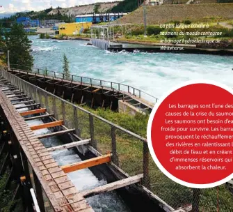  ??  ?? La plus longue échelle à saumons du monde contourne le barrage hydroélect­rique de Whitehorse.Les barrages sont l’une des causes de la crise du saumon. Les saumons ont besoin d’eau froide pour survivre. Les barrages provoquent le réchauffem­ent des rivières en ralentissa­nt le débit de l’eau et en créant d’immenses réservoirs quiabsorbe­nt la chaleur.