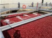  ??  ?? Cranberry processing facilities require large quantities of fresh water.