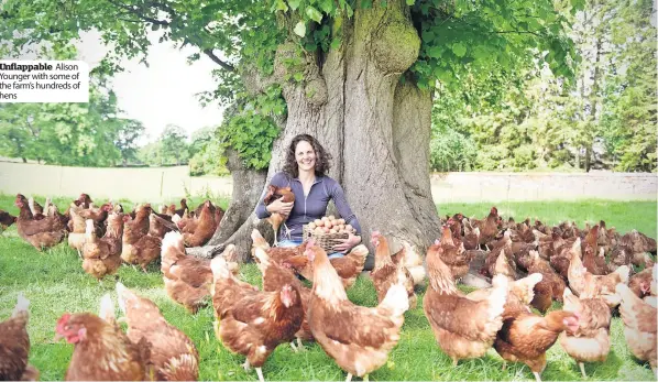  ?? ?? Unflappabl­e Alison Younger with some of the farm’s hundreds of hens