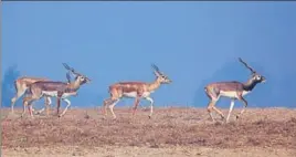  ?? PHOTO: GURHARMIND­ER SINGH ?? Blackbucks in their habitat at the Abohar Wildlife Sanctuary.