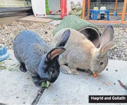  ?? ?? Hagrid and Goliath