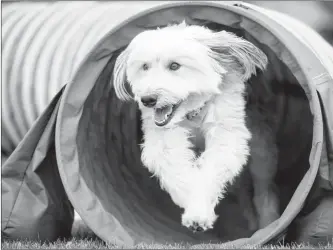  ?? Herald photo by Tijana Martin ?? Seven-year-old Taylor makes her way through the agility obstacle course during the annual “Bark in the Park Fundraisng” event at Henderson Park Saturday.