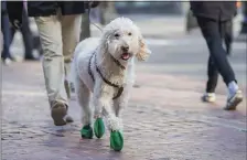  ?? PHOTO BY AMANDA SABGA — MEDIANEWS GROUP/BOSTON HERALD ?? A dog wearing protective shoes walks with its owner along Washington Street as Boston braces for a cold punch today. This arctic wave will pass by tomorrow.