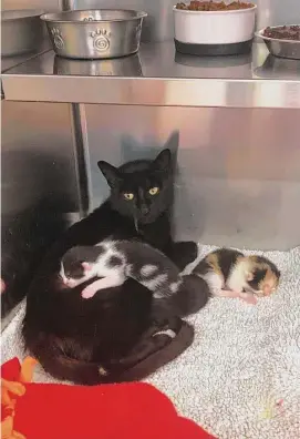  ?? Carioline Tien/Hearst Connecticu­t Media ?? A Woodbridge animal control officer said a number of pregnant female cats were among those removed from a Beacon Falls farm over animal welfare concerns in late February.