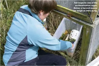  ??  ?? Fail inspects one of the acclimatis­ation cages. Below: a harvest mouse can weigh as little as 4g.