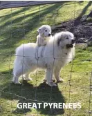  ??  ?? GREAT PYRENEES