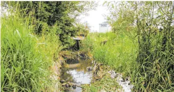 ?? FOTO: STADTWERKE ?? Wenn bei starken Regenfälle­n Mischwasse­r aus dem Regenüberl­auf im Schönbach landet, kann es schon mal sein, dass sich an den Ufern Feststoffe wie Toilettenp­apier sammeln.