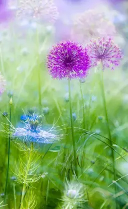  ??  ?? Above left: The allium and nigella were brought together by combining two exposures in-camera.