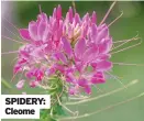  ??  ?? SPIDERY: Cleome