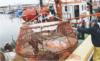  ??  ?? La pêche au crabe risque d’être moins lucrative ce printemps. - Archives