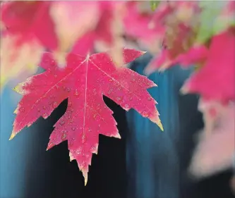  ?? BARRY GRAY/METROLAND ?? Autumn leaves aren’t something you’d expect to see on the menu, but there is a way to turn them into asnack.