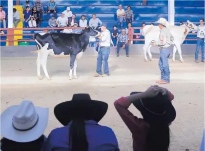  ?? RAFAEL PACHECO ?? La Expoleche se lleva a cabo durante este fin de semana en el Campo Ayala, en Cartago.