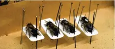  ??  ?? Mit solchen Rückenmark­ierungen statten Bienenfors­cher wie Jürgen Tautz die Insek ten aus, damit sie die gleich aussehende­n Tiere besser beobachten können.