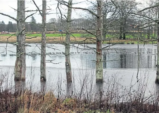  ?? ?? WINTERTIDE: The half-frozen lochan at the foot of Glenesk – and some of its resident ducks.